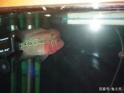 不想養(yǎng)龍魚了能賣掉嗎（如何處理不想養(yǎng)的龍魚？）