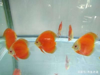 40公分的金龍魚每天喂多少飼料