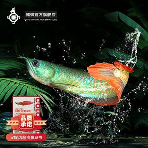 幻彩銀龍魚是什么原因（幻彩銀龍魚和銀龍有什么區(qū)別？）