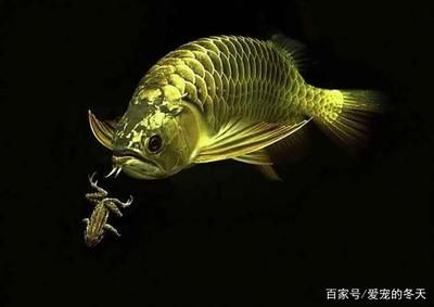 60的魚(yú)缸適合養(yǎng)龍魚(yú)嗎（60厘米的魚(yú)缸能養(yǎng)三條龍魚(yú)嗎60厘米的魚(yú)缸能養(yǎng)嗎） 龍魚(yú)百科 第1張