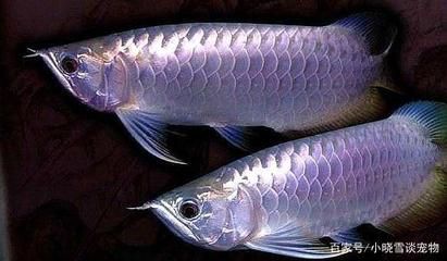 白金龍魚價格走勢圖最新表（“白金龍魚”價格走勢圖）