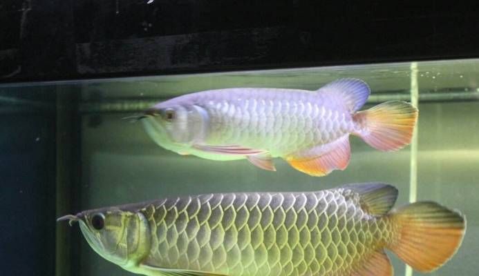 25cm過背金龍魚的價(jià)格（25cm的過背金龍魚價(jià)格不一具體價(jià)格信息）