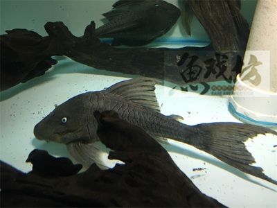 比較小的龍魚品種（體型較小的龍魚品種） 龍魚百科 第2張