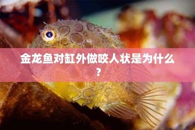 被龍魚(yú)咬了出血了怎么辦（被龍魚(yú)咬了出血了怎么辦39問(wèn)醫(yī)生被魚(yú)咬了出血了怎么辦）