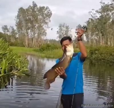 成年金龍魚能長多少厘米（成年金龍魚的體型大小受到品種的影響）