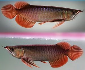 紅龍魚幼苗在哪里批發(fā)好（紅龍魚幼苗批發(fā)市場） 龍魚百科 第1張