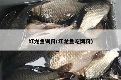 45公分的紅龍魚(yú)一天喂多少泥鰍飼料呢（知乎專(zhuān)欄:紅龍魚(yú)的喂養(yǎng)與食物） 龍魚(yú)百科 第3張