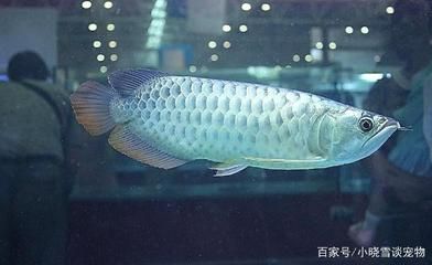 金龍銀龍魚(yú)可以混養(yǎng)嗎（金龍魚(yú)和銀龍魚(yú)能不能混養(yǎng)） 龍魚(yú)百科 第3張