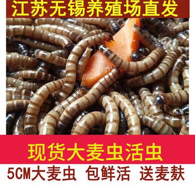 40公分龍魚喂多大的大麥蟲（40公分的龍魚喂食大麥蟲的建議） 龍魚百科 第3張