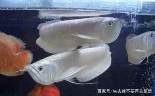 家中養(yǎng)銀龍魚(yú)說(shuō)法正確的是什么（家里養(yǎng)銀龍魚(yú)有什么講究家里養(yǎng)銀龍魚(yú)有什么講究） 龍魚(yú)百科 第2張