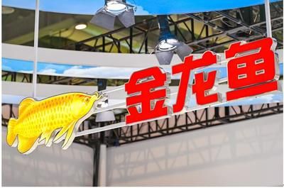 2024年3月15日曝光金龍魚(yú)（2024年3月15日關(guān)于金龍魚(yú)的相關(guān)確切內(nèi)容曝光） 龍魚(yú)百科 第2張