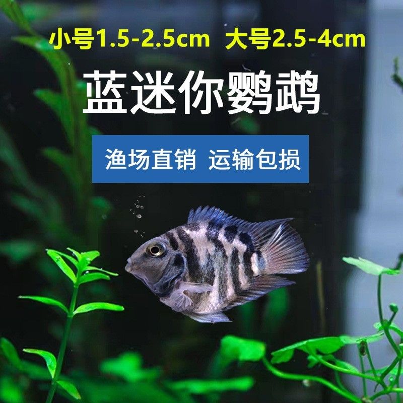 草缸曼龍魚(yú)（草缸養(yǎng)曼龍魚(yú)可行嗎？） 龍魚(yú)百科 第1張