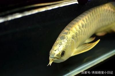 除了金龍魚還有什么魚有可比性（金龍魚和什么魚混養(yǎng)360問(wèn)答金龍魚和什么魚混養(yǎng)比較好）