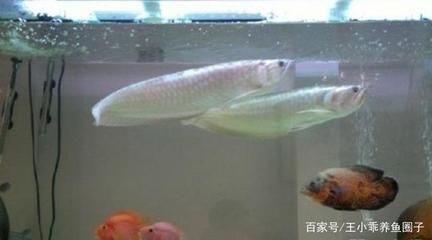 家養(yǎng)銀龍魚一般長多大的（銀龍魚的飼養(yǎng)方法） 龍魚百科 第1張