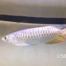 20厘米金龍魚（20厘米左右的金龍魚溫度多少合適） 龍魚百科 第1張