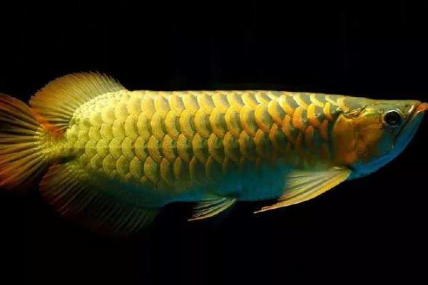 40公分的龍魚(yú)一天喂幾次（30-40公分的龍魚(yú)一天喂幾次）