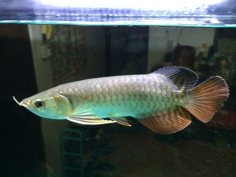 白色紅尾金龍魚(yú)叫什么（紅尾金龍魚(yú)價(jià)格_紅尾金龍魚(yú)怎么養(yǎng)）