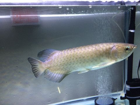 白色紅尾金龍魚(yú)叫什么（紅尾金龍魚(yú)價(jià)格_紅尾金龍魚(yú)怎么養(yǎng)）