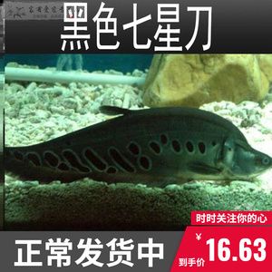 黃金銀龍魚（如何辨別金銀龍魚和銀龍魚？） 龍魚百科 第1張