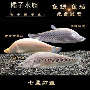 黃金銀龍魚（如何辨別金銀龍魚和銀龍魚？） 龍魚百科 第2張