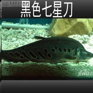 黃金銀龍魚（如何辨別金銀龍魚和銀龍魚？） 龍魚百科 第3張