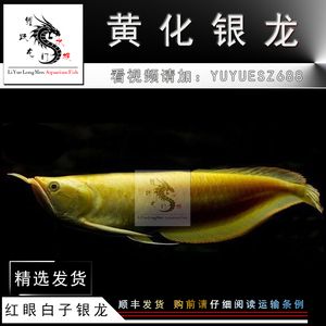 黃化白子銀龍魚資料