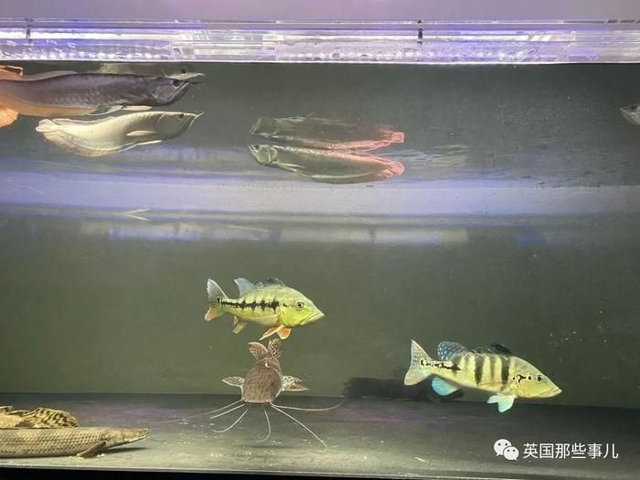 1米魚缸養(yǎng)金龍魚多少錢一條（金龍魚一條多少錢一條金龍魚一般多少錢一條） 龍魚百科 第3張