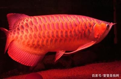 20公分的龍魚一頓吃多少（20公分的龍魚一頓可以吃1到3條小魚，但要注意適量喂食） 龍魚百科 第2張