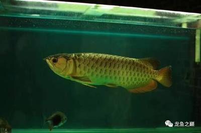 20公分龍魚適合多大缸（20公分的銀龍魚需要多大的缸，怎么養(yǎng)好）