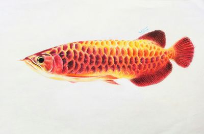 簡單的龍魚怎么畫好看（如何畫出簡單而又好看的龍魚） 龍魚百科 第1張