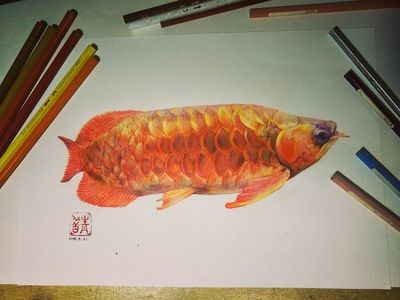 簡單的龍魚怎么畫好看（如何畫出簡單而又好看的龍魚） 龍魚百科 第2張