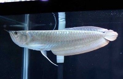 80cm銀龍魚（80cm的銀龍魚能長多大尺寸銀龍魚能長多大尺寸） 龍魚百科 第1張