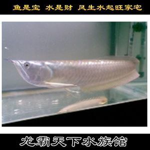 白化龍魚價格走勢（最新白龍魚價格、批發(fā)報價、價格大全） 龍魚百科 第3張