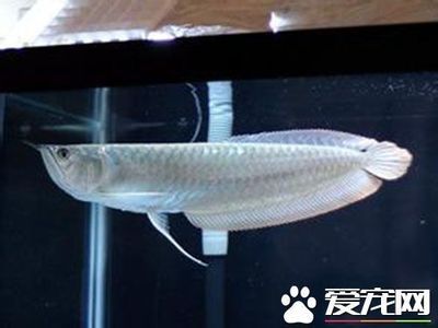 家養(yǎng)銀龍魚有什么講究嗎（家里養(yǎng)銀龍魚有什么講究家里養(yǎng)銀龍魚有什么講究） 龍魚百科 第2張