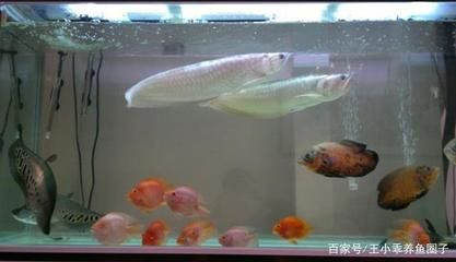 家養(yǎng)銀龍魚有什么講究嗎（家里養(yǎng)銀龍魚有什么講究家里養(yǎng)銀龍魚有什么講究） 龍魚百科 第3張