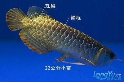 5公分金龍魚(yú)苗價(jià)格（5公分的金龍魚(yú)苗價(jià)格是多少金龍魚(yú)苗多少錢(qián)一條） 龍魚(yú)百科 第2張