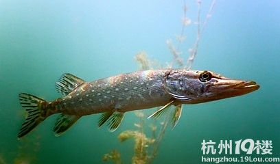 除了金龍魚外還有什么魚珍貴（比金龍魚還名貴的魚是什么魚？）