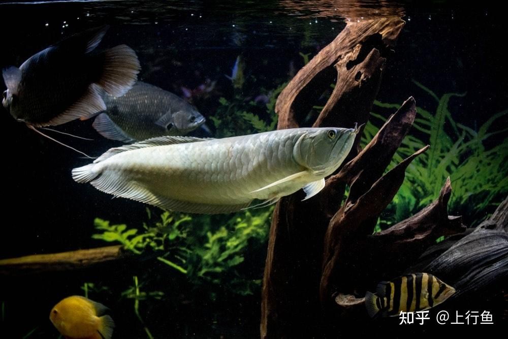 白子銀龍魚(yú)挑選方法（白子銀龍魚(yú)怎么挑選）