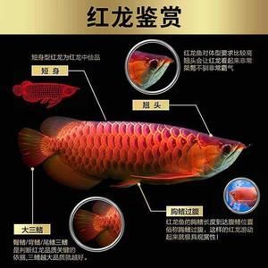 紅龍魚幼苗和金龍魚幼苗區(qū)別大嗎（紅龍魚幼苗和金龍魚幼苗區(qū)別）