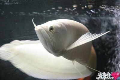 白化銀龍魚（從零開始認識白化銀龍魚） 龍魚百科 第1張