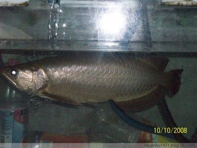 40cm的銀龍魚值多少錢（40cm銀龍魚價(jià)格(銀龍魚價(jià)格多少錢一條） 龍魚百科 第1張