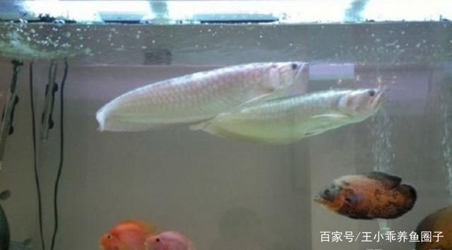 白色銀龍魚怎么養(yǎng)活最好（白色銀龍魚的飼養(yǎng)方法是什么銀龍魚怎么養(yǎng)及喂養(yǎng)技巧） 龍魚百科 第2張