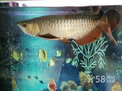 50公分的金龍魚多少錢一條（50公分的金龍魚價格因品種和品種和品相而異） 龍魚百科 第1張