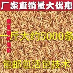 40cm龍魚一天吃多少斤飼料合適（40厘米的龍魚一天吃多少飼料足夠一天吃多少飼料） 龍魚百科 第2張