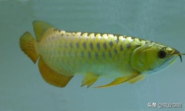 20厘米的龍魚吃小魚成嗎（20厘米左右的龍魚吃什么）