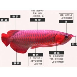 成年龍魚價格走勢圖最新表（2024年龍頭魚價格行情_成年龍魚多少錢一條）