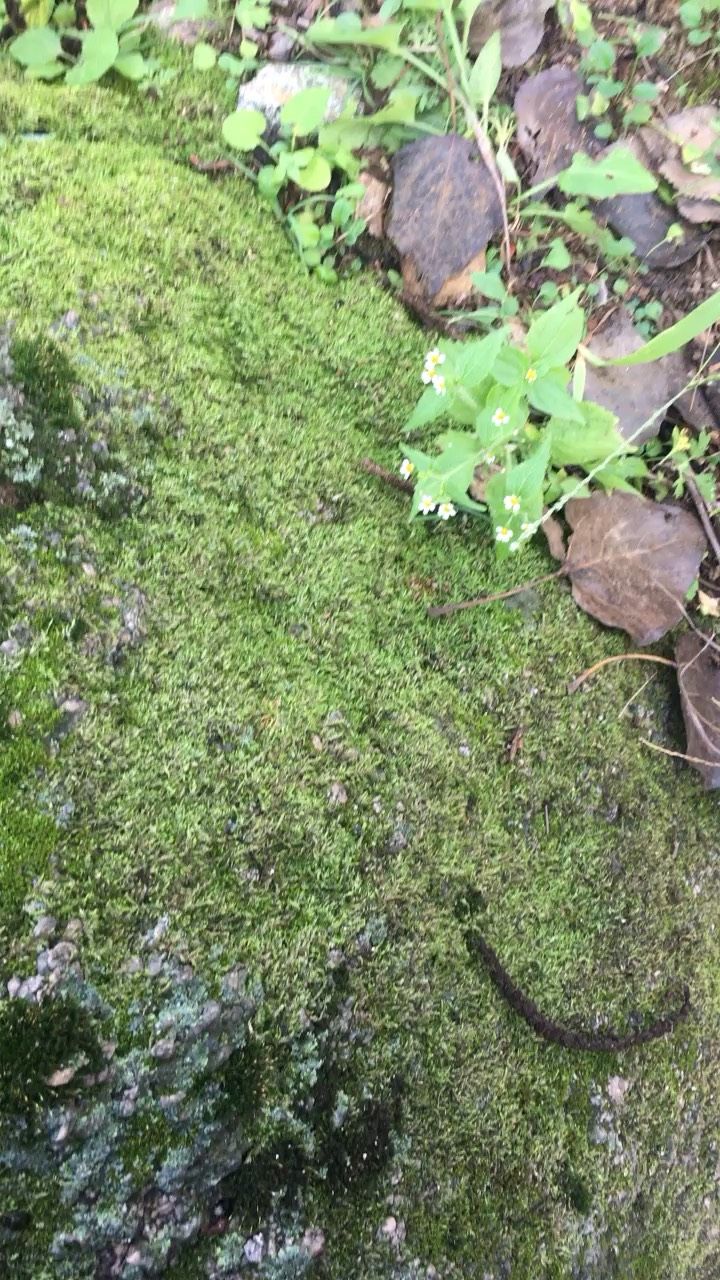 太多了（到處都是,菠蘿兔評論：苔蘚不一定都能轉(zhuǎn)水）