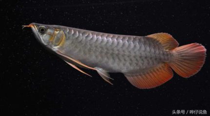 20厘米紅龍魚一年能長多大？（20公分的龍魚一年能長多大？）