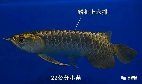 40公分龍魚(yú)鱗片掉了多久長(zhǎng)好（龍魚(yú)掉了好多鱗片,多長(zhǎng)時(shí)間能夠恢復(fù)?）