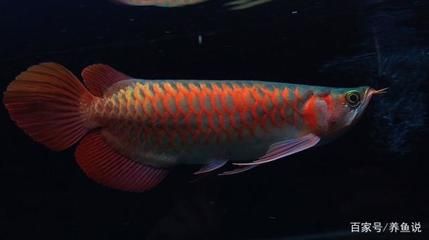 都龍魚(yú)是什么樣子的（龍魚(yú)是一種外形美觀的淡水魚(yú)）